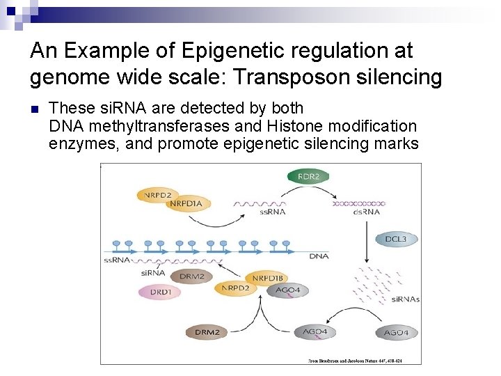 An Example of Epigenetic regulation at genome wide scale: Transposon silencing n These si.