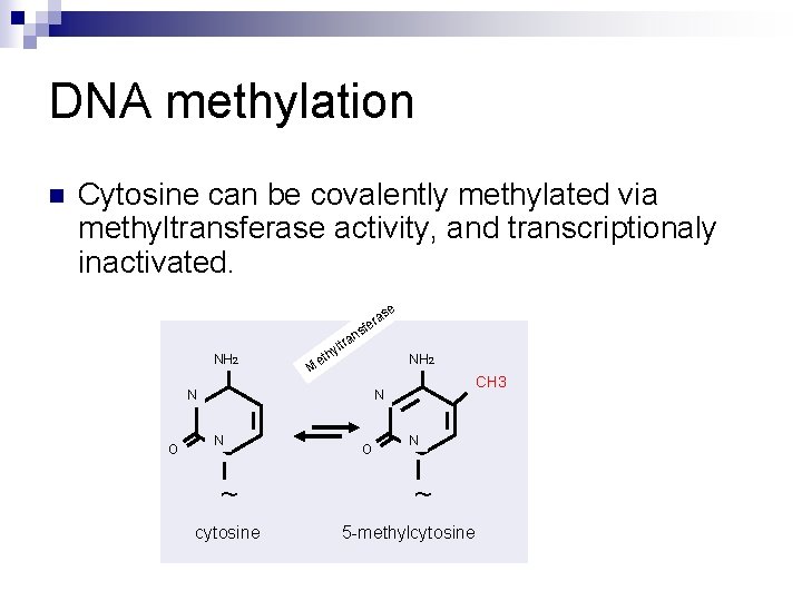 DNA methylation n Cytosine can be covalently methylated via methyltransferase activity, and transcriptionaly inactivated.