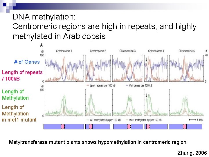 DNA methylation: Centromeric regions are high in repeats, and highly methylated in Arabidopsis #
