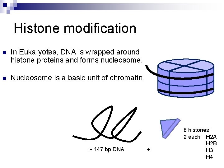 Histone modification n In Eukaryotes, DNA is wrapped around histone proteins and forms nucleosome.