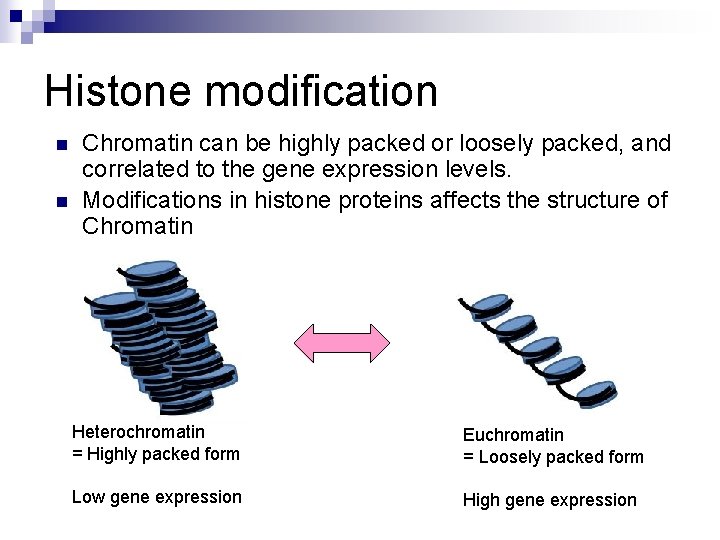 Histone modification n n Chromatin can be highly packed or loosely packed, and correlated