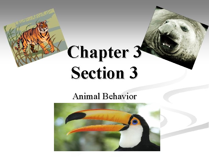 Chapter 3 Section 3 Animal Behavior 