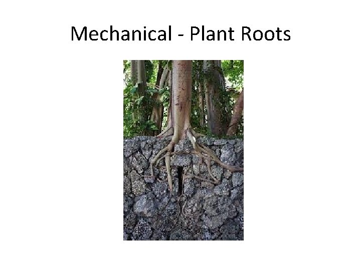 Mechanical - Plant Roots 