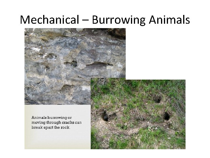 Mechanical – Burrowing Animals 