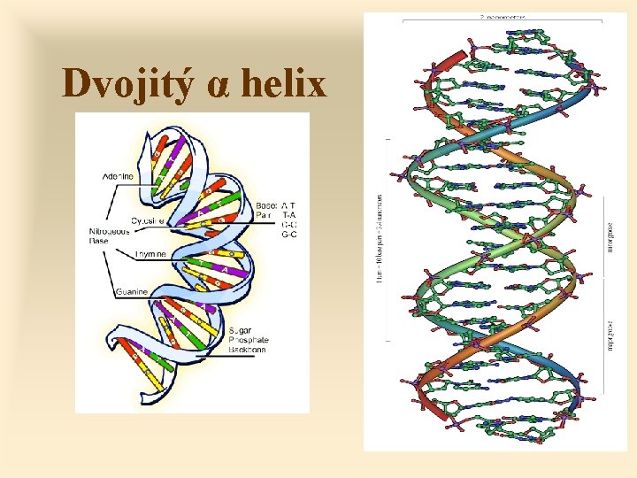 Dvojitý α helix 