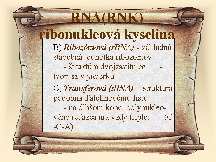 RNA(RNK) ribonukleová kyselina B) Ribozómová (r. RNA) - základná stavebná jednotka ribozómov - štruktúra