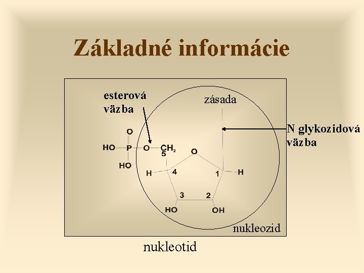 Základné informácie esterová väzba zásada N glykozidová väzba nukleozid nukleotid 