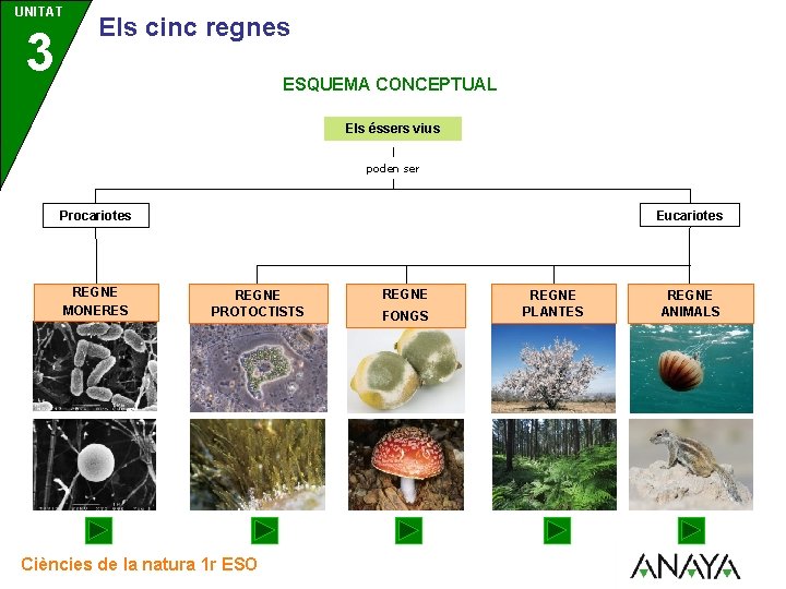 UNITAT 3 Els cinc regnes ESQUEMA CONCEPTUAL Els éssers vius poden ser Eucariotes Procariotes