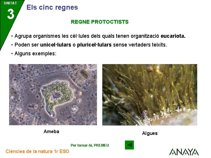 UNITAT 3 Els cinc regnes REGNE PROTOCTISTS • Agrupa organismes les cèl·lules dels quals