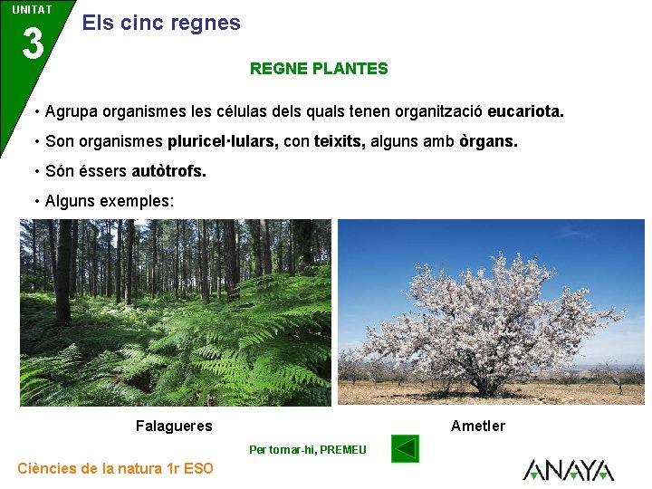 UNITAT 3 Els cinc regnes REGNE PLANTES • Agrupa organismes les células dels quals