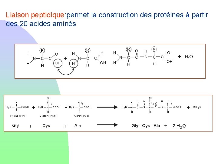 Liaison peptidique: permet la construction des protéines à partir des 20 acides aminés 