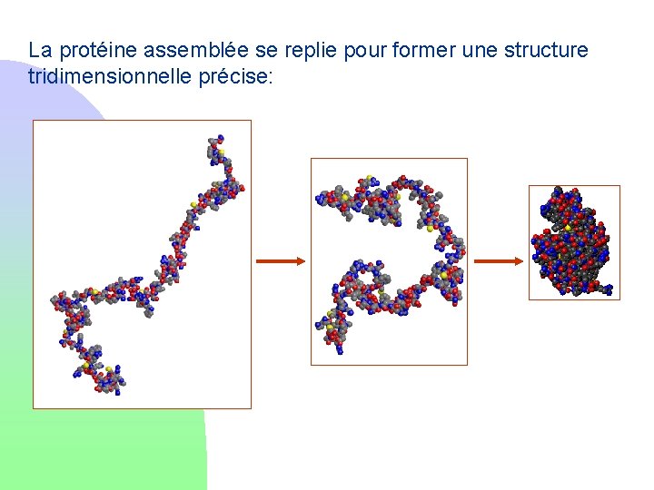 La protéine assemblée se replie pour former une structure tridimensionnelle précise: 