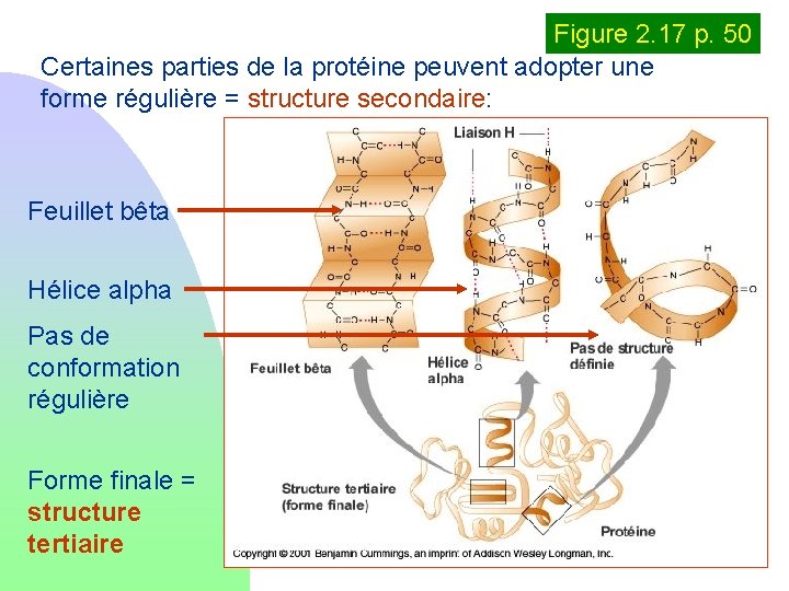 Figure 2. 17 p. 50 Certaines parties de la protéine peuvent adopter une forme