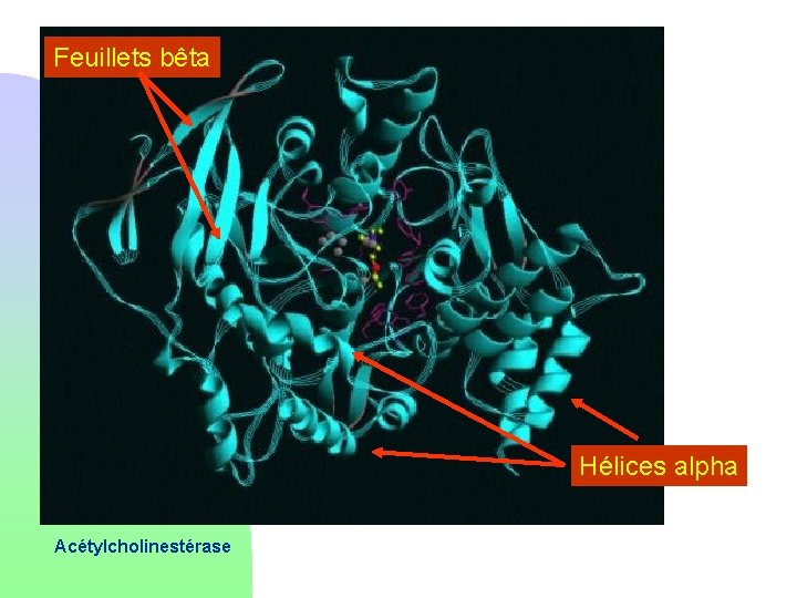 Feuillets bêta Hélices alpha Acétylcholinestérase 