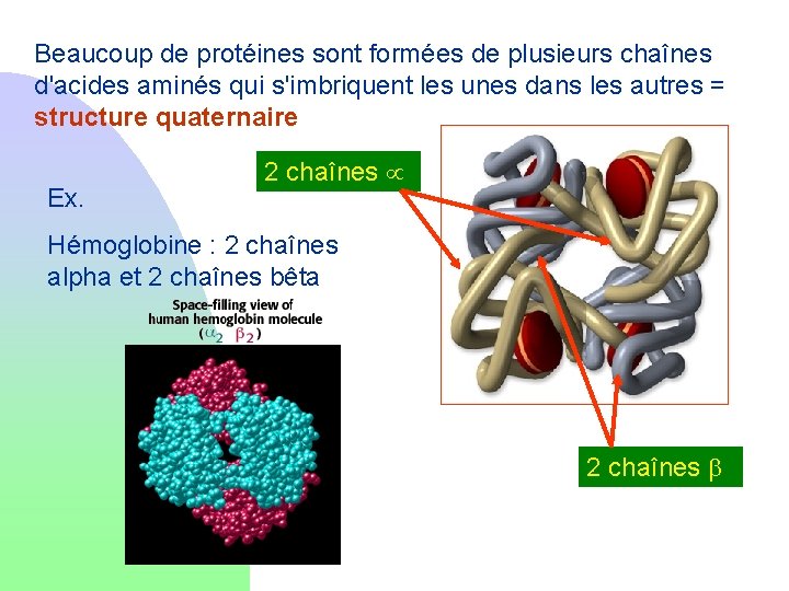 Beaucoup de protéines sont formées de plusieurs chaînes d'acides aminés qui s'imbriquent les unes