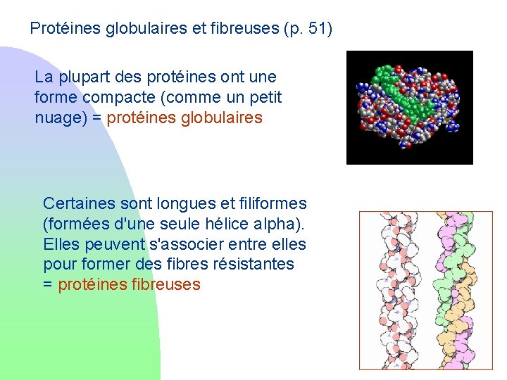 Protéines globulaires et fibreuses (p. 51) La plupart des protéines ont une forme compacte