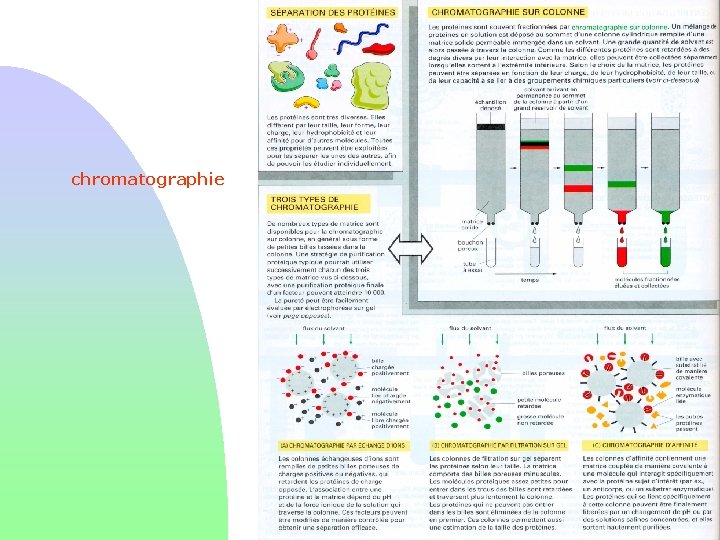 chromatographie 