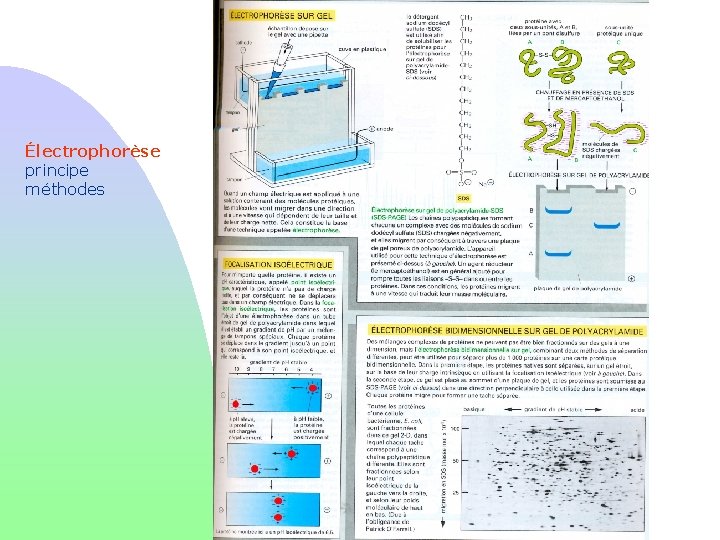 Électrophorèse principe méthodes 