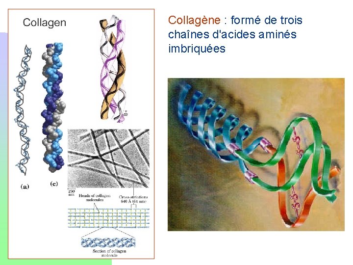 Collagène : formé de trois chaînes d'acides aminés imbriquées 