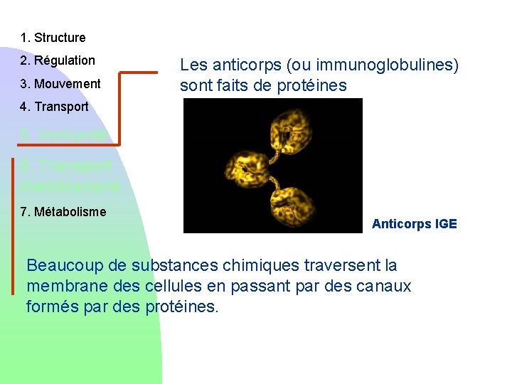 1. Structure 2. Régulation 3. Mouvement Les anticorps (ou immunoglobulines) sont faits de protéines