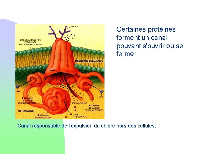 Certaines protéines forment un canal pouvant s'ouvrir ou se fermer. Canal responsable de l'expulsion