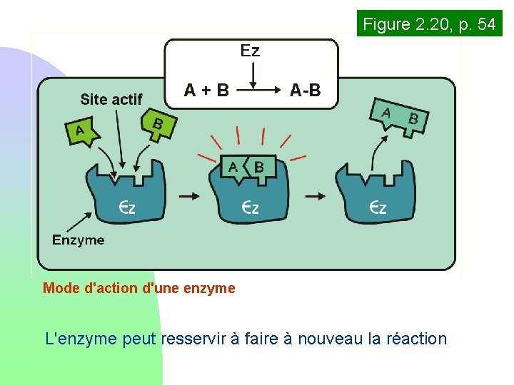 Figure 2. 20, p. 54 Mode d'action d'une enzyme L'enzyme peut resservir à faire