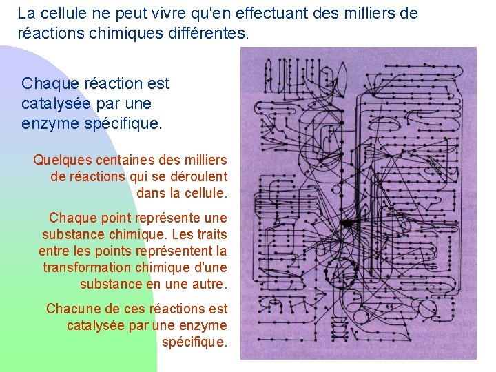 La cellule ne peut vivre qu'en effectuant des milliers de réactions chimiques différentes. Chaque