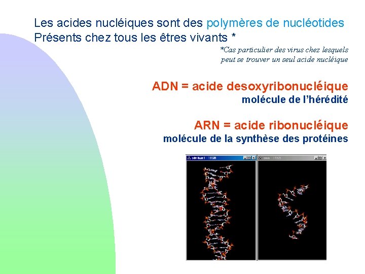 Les acides nucléiques sont des polymères de nucléotides Présents chez tous les êtres vivants