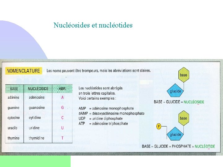 Nucléosides et nucléotides 
