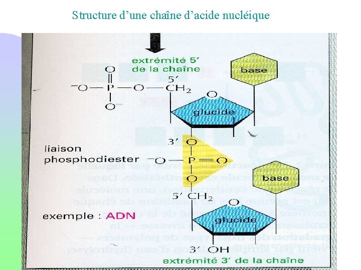 Structure d’une chaîne d’acide nucléique 