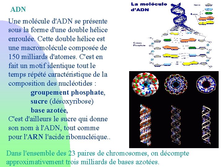 ADN Une molécule d'ADN se présente sous la forme d'une double hélice enroulée. Cette