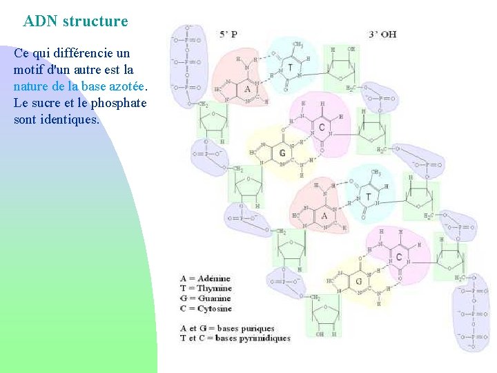 ADN structure Ce qui différencie un motif d'un autre est la nature de la
