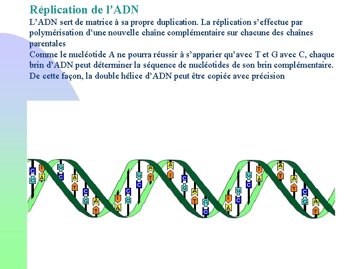 Réplication de l’ADN L’ADN sert de matrice à sa propre duplication. La réplication s’effectue