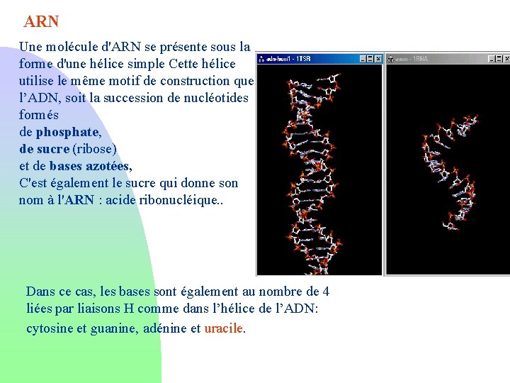ARN Une molécule d'ARN se présente sous la forme d'une hélice simple Cette hélice