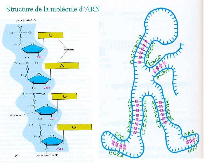 Structure de la molécule d’ARN 