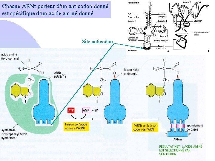 Chaque ARNt porteur d’un anticodon donné est spécifique d’un acide aminé donné Site anticodon