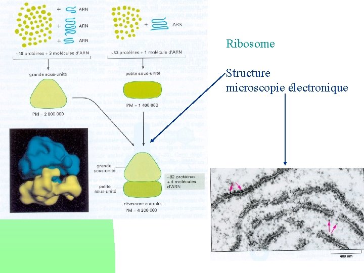 Ribosome Structure microscopie électronique 