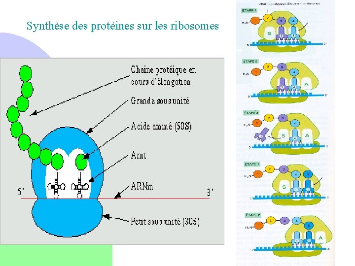 Synthèse des protéines sur les ribosomes 