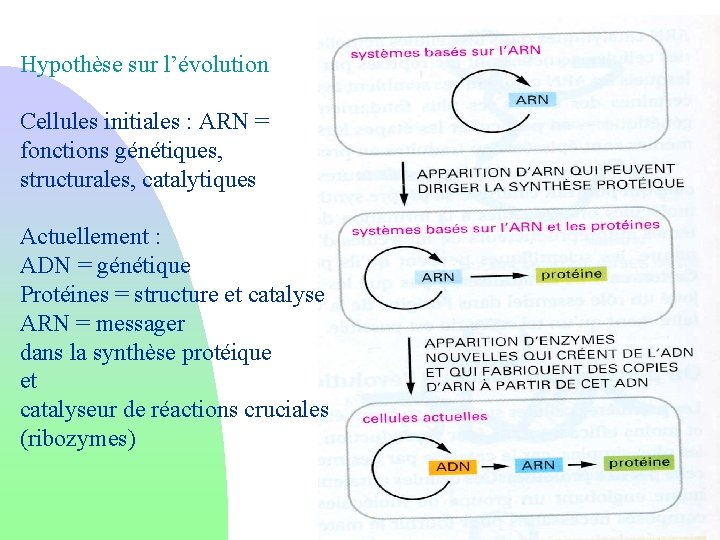 Hypothèse sur l’évolution Cellules initiales : ARN = fonctions génétiques, structurales, catalytiques Actuellement :