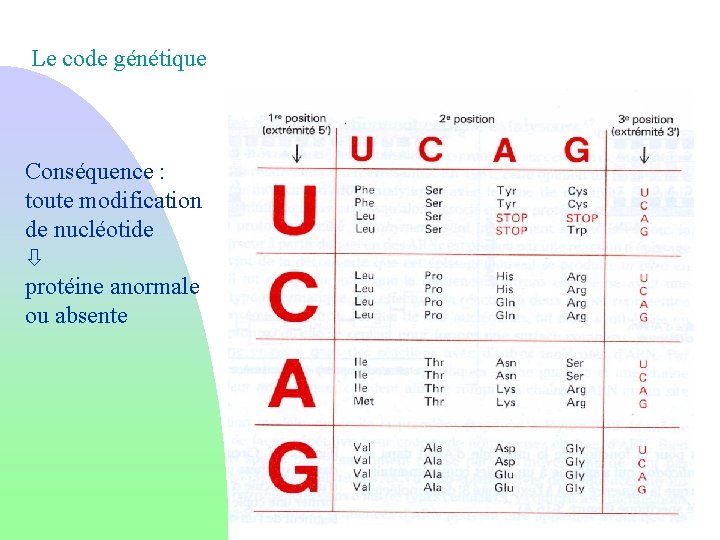 Le code génétique Conséquence : toute modification de nucléotide protéine anormale ou absente 