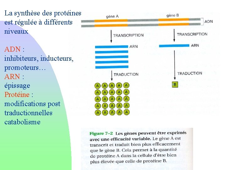 La synthèse des protéines est régulée à différents niveaux ADN : inhibiteurs, inducteurs, promoteurs…