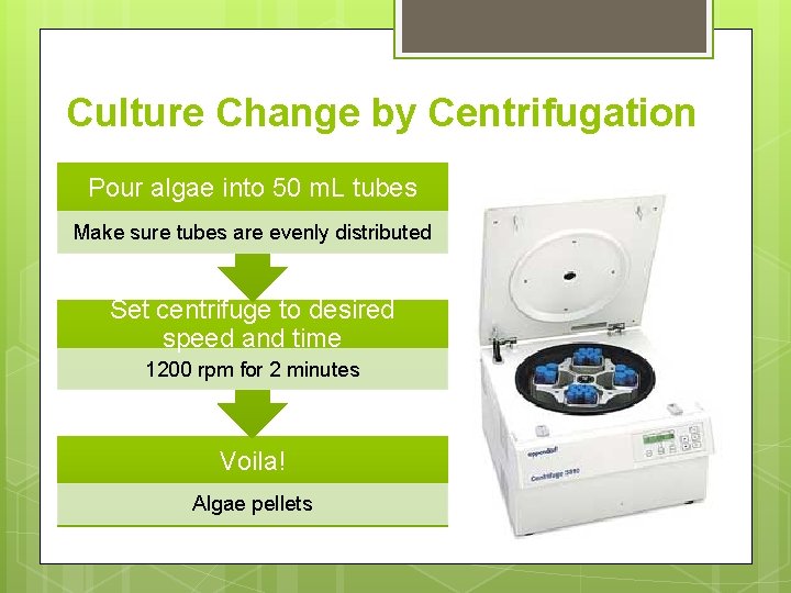 Culture Change by Centrifugation Pour algae into 50 m. L tubes Make sure tubes