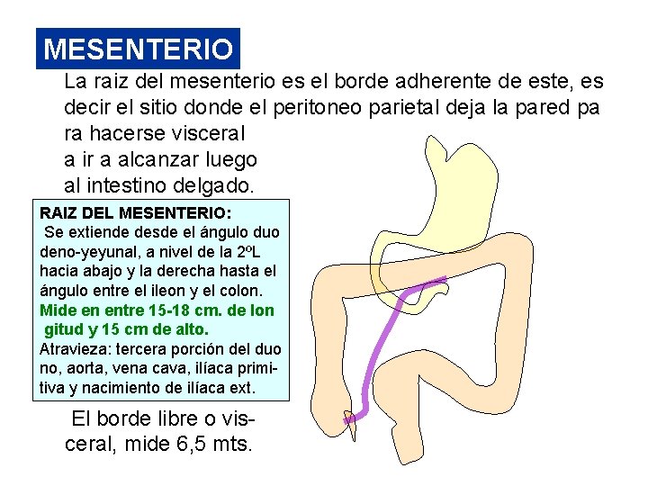 MESENTERIO La raiz del mesenterio es el borde adherente de este, es decir el MESENTERIO La raiz del mesenterio es el borde adherente de este, es decir el