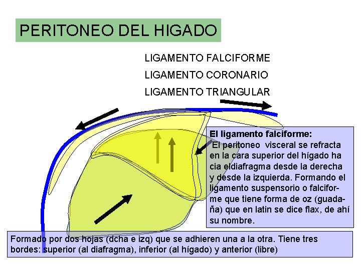 PERITONEO DEL HIGADO LIGAMENTO FALCIFORME LIGAMENTO CORONARIO LIGAMENTO TRIANGULAR El ligamento falciforme: El peritoneo PERITONEO DEL HIGADO LIGAMENTO FALCIFORME LIGAMENTO CORONARIO LIGAMENTO TRIANGULAR El ligamento falciforme: El peritoneo