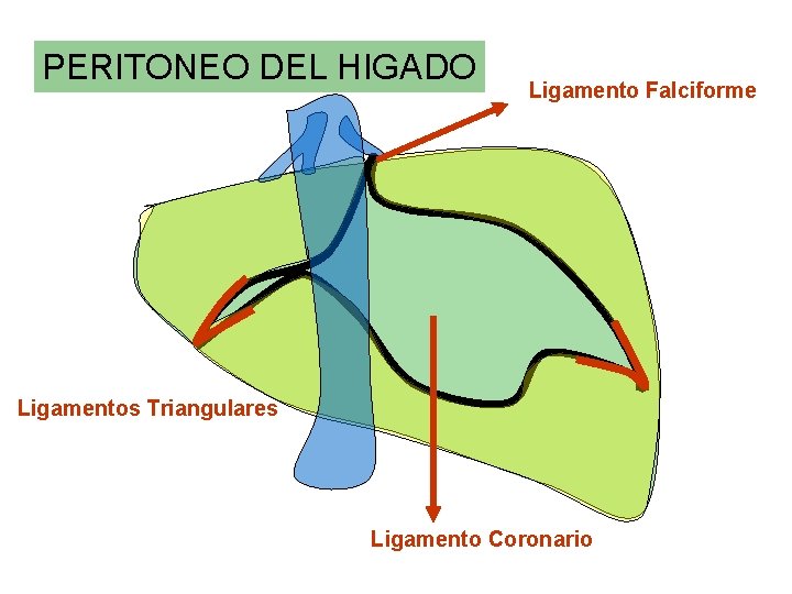 PERITONEO DEL HIGADO Ligamento Falciforme Ligamentos Triangulares Ligamento Coronario PERITONEO DEL HIGADO Ligamento Falciforme Ligamentos Triangulares Ligamento Coronario