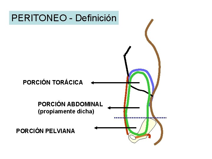 PERITONEO - Definición PORCIÓN TORÁCICA PORCIÓN ABDOMINAL (propiamente dicha) PORCIÓN PELVIANA PERITONEO - Definición PORCIÓN TORÁCICA PORCIÓN ABDOMINAL (propiamente dicha) PORCIÓN PELVIANA
