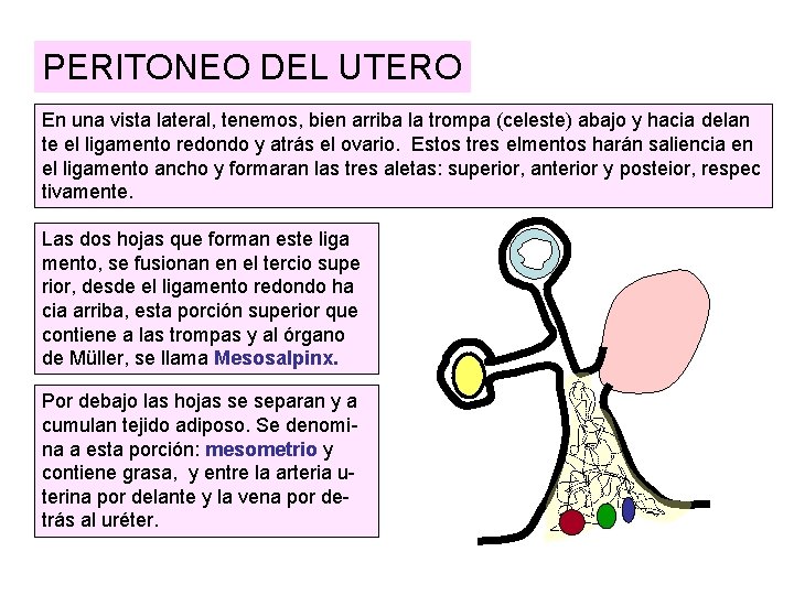PERITONEO DEL UTERO En una vista lateral, tenemos, bien arriba la trompa (celeste) abajo PERITONEO DEL UTERO En una vista lateral, tenemos, bien arriba la trompa (celeste) abajo
