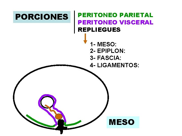 PORCIONES PERITONEO PARIETAL PERITONEO VISCERAL REPLIEGUES 1 - MESO: 2 - EPIPLON: 3 - PORCIONES PERITONEO PARIETAL PERITONEO VISCERAL REPLIEGUES 1 - MESO: 2 - EPIPLON: 3 -