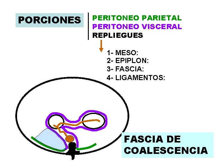 PORCIONES PERITONEO PARIETAL PERITONEO VISCERAL REPLIEGUES 1 - MESO: 2 - EPIPLON: 3 - PORCIONES PERITONEO PARIETAL PERITONEO VISCERAL REPLIEGUES 1 - MESO: 2 - EPIPLON: 3 -