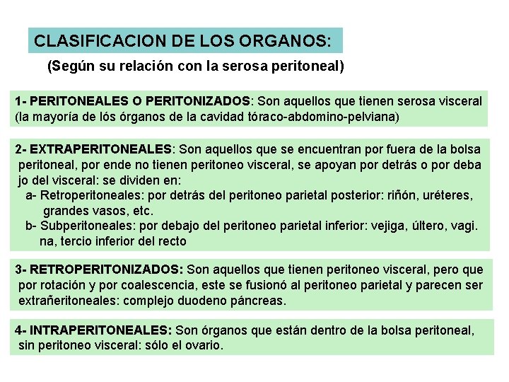 CLASIFICACION DE LOS ORGANOS: (Según su relación con la serosa peritoneal) 1 - PERITONEALES CLASIFICACION DE LOS ORGANOS: (Según su relación con la serosa peritoneal) 1 - PERITONEALES
